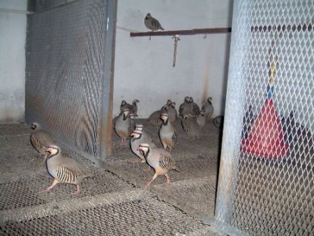 Kene Savar Keklikler Doğaya Salınacak