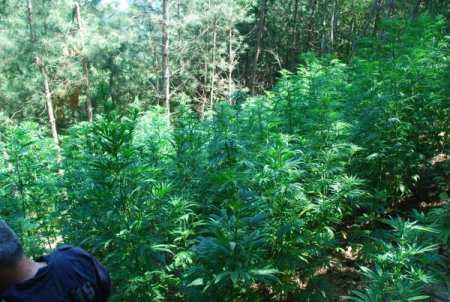 Kenevir Tarlalarına Helikopterli Operasyon