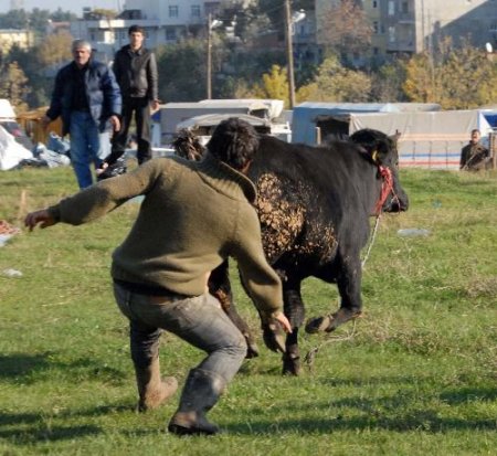 Kesileceğini Anlayan Boğa Kaçınca Vatandaşlar Seferber Oldu