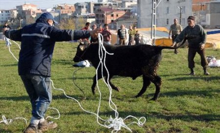 Kesileceğini Anlayan Boğa Kaçınca Vatandaşlar Seferber Oldu