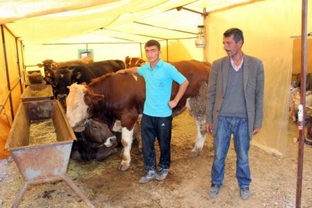 Kesilen kurbanlıkların cinsi bölgelere göre değişiyor