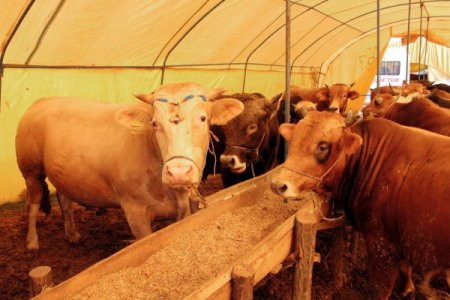 Kesilen kurbanlıkların cinsi bölgelere göre değişiyor