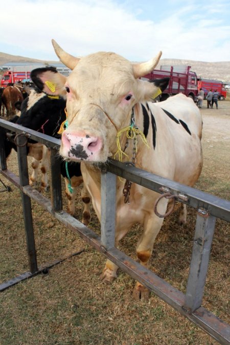Kesilen kurbanlıkların cinsi bölgelere göre değişiyor