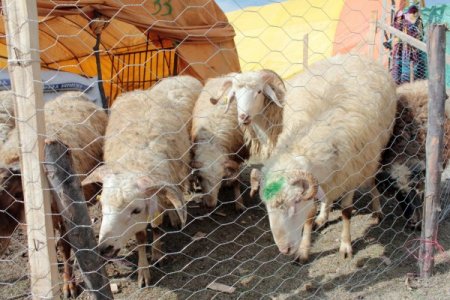 Kesilen kurbanlıkların cinsi bölgelere göre değişiyor