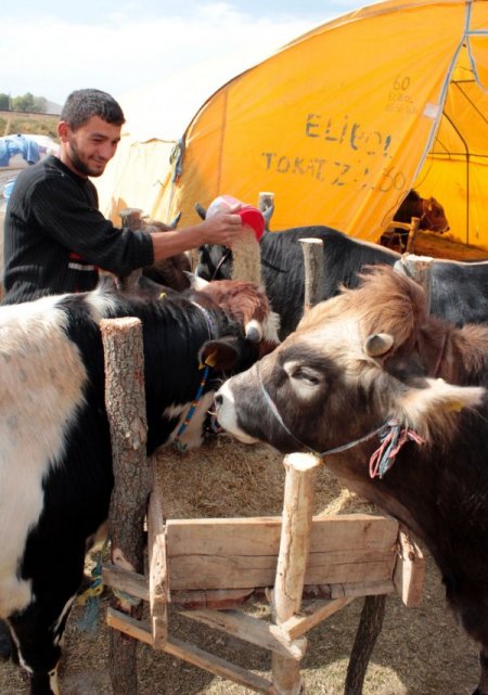 Kesilen kurbanlıkların cinsi bölgelere göre değişiyor