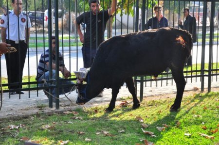 Kesim merkezinden kaçan dana denize atladı