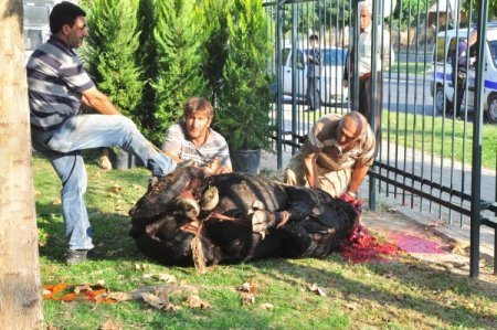 Kesim merkezinden kaçan dana denize atladı