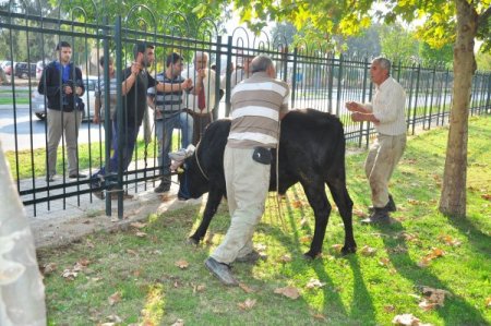 Kesim merkezinden kaçan dana denize atladı
