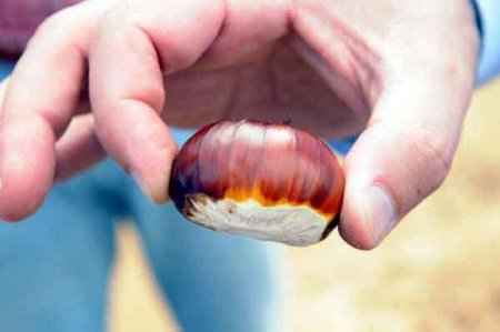 Kestane, köylünün yüzünü güldürdü