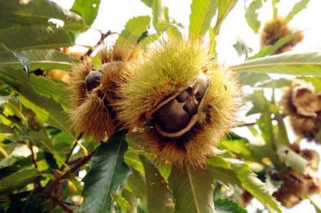 Kestane, köylünün yüzünü güldürdü