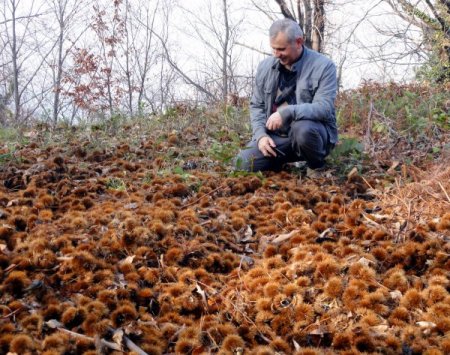 Kestane şekeri ile ünlü Bursa’ya 100 bin kestane fidanı dikilecek
