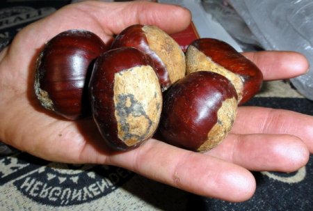 Kestane şekeri ile ünlü Bursa’ya 100 bin kestane fidanı dikilecek