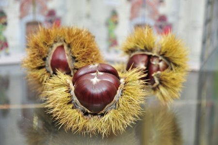 Kestane tanıtımına festival desteği