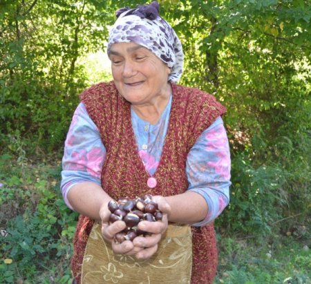Kestane toplayarak geçimini sağlıyor