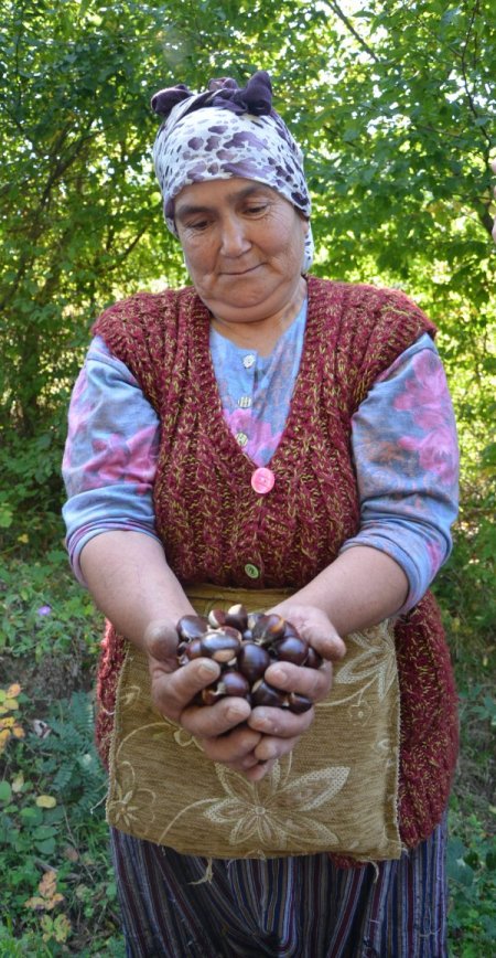 Kestane toplayarak geçimini sağlıyor