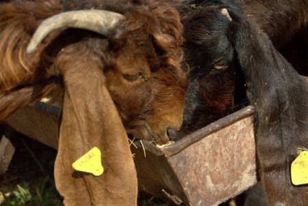 Kıbrıs'ta et kaçakçılığı piyasa dengesini bozdu, hayvan üreticileri isyanda