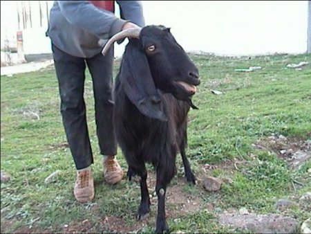 Kilis Keçisi Markalaşıyor