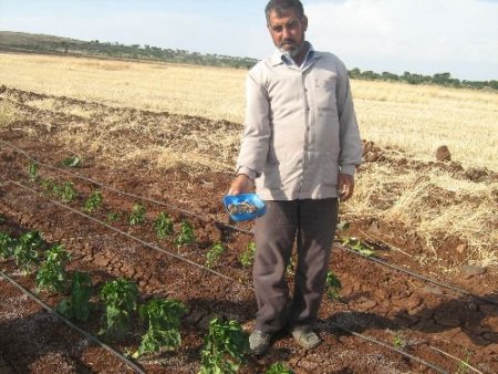 Kilisli Çiftçilerin Başı Tarla Fareleriyle Dertte