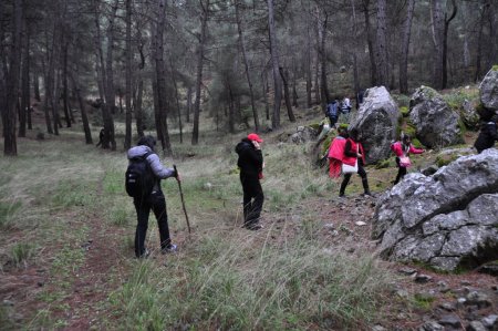 Kilosu 100 TL'yi bulan kuzugöbeği mantarı köylülerin geçim kaynağı oldu