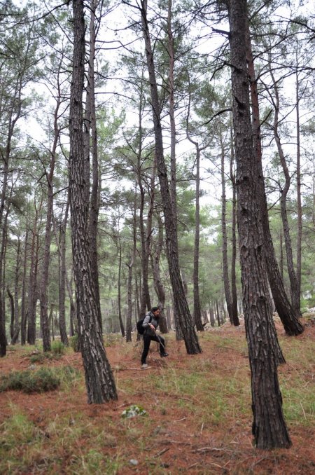 Kilosu 100 TL'yi bulan kuzugöbeği mantarı köylülerin geçim kaynağı oldu