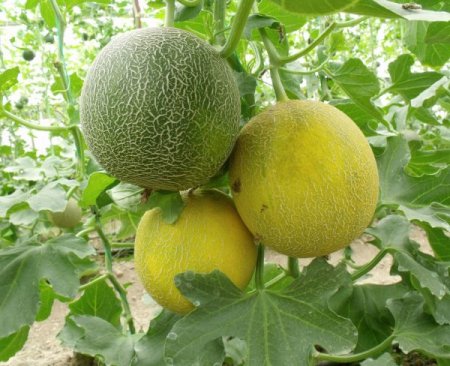 Kilosu 2,5 Liradan Alıcı Bulan Kavun Üreticinin Yüzünü Güldürdü