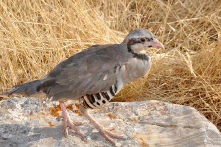Kınalı Keklikler Doğaya Salındı, Avcılar Uyarıldı