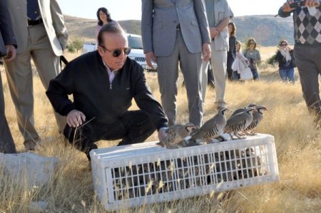 Kınalı Keklikler Doğaya Salındı, Avcılar Uyarıldı