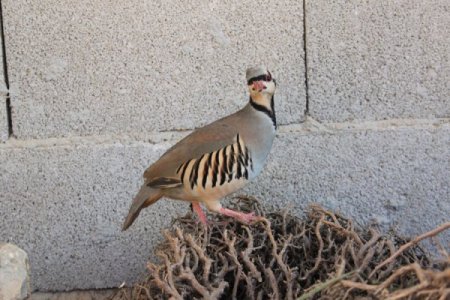 Kınalı keklikler unutulmadı