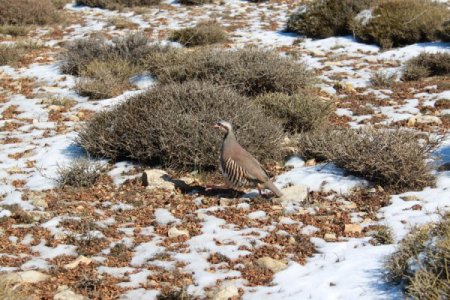 Kınalı keklikler unutulmadı