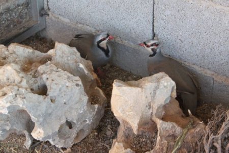 Kınalı keklikler unutulmadı