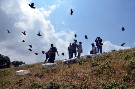 Kınalı keklikler zararlı böceklere karşı doğaya salındı