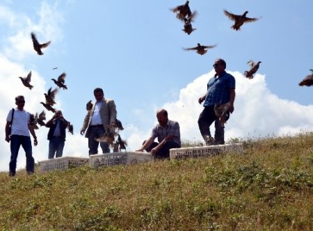 Kınalı keklikler zararlı böceklere karşı doğaya salındı