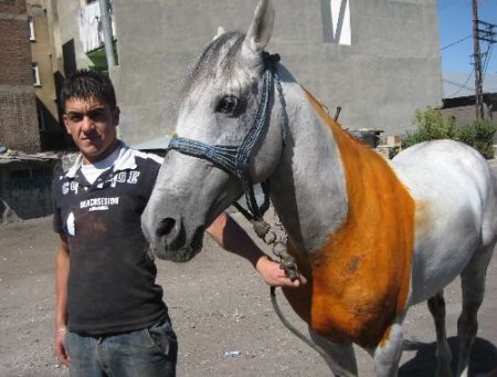 Kır Atına Kına Yaktı