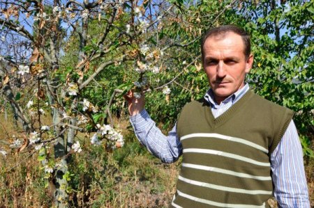 Kiraz ağaçları ekim ayında çiçek açtı