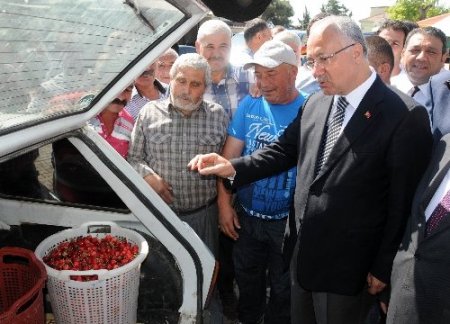 Kirazda rekolte düştü, sofralara pahalıya gelecek