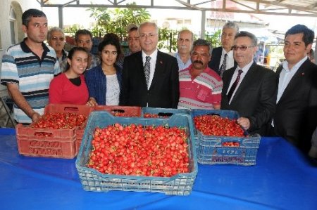 Kirazda rekolte düştü, sofralara pahalıya gelecek