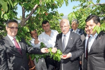 Kirazda rekolte düştü, sofralara pahalıya gelecek