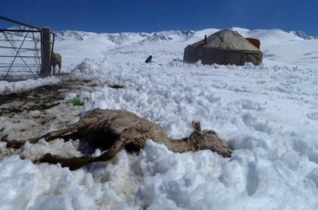 Kırgızistan’da sürpriz Haziran karı: Onlarca hayvan sürüsü telef oldu