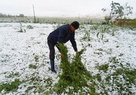 Kırgızistan’da sürpriz Haziran karı: Onlarca hayvan sürüsü telef oldu