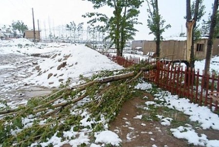 Kırgızistan’da sürpriz Haziran karı: Onlarca hayvan sürüsü telef oldu