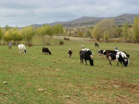 Kırıkkale’de brusella hastalığı şüphesi