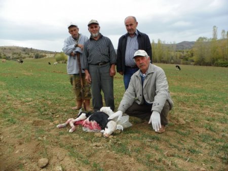 Kırıkkale’de brusella hastalığı şüphesi
