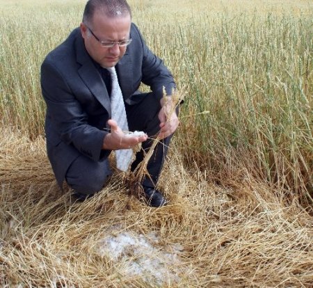 Kırıkkale'de buğday ve arpa tarlalarında yangın hasarı belirlendi