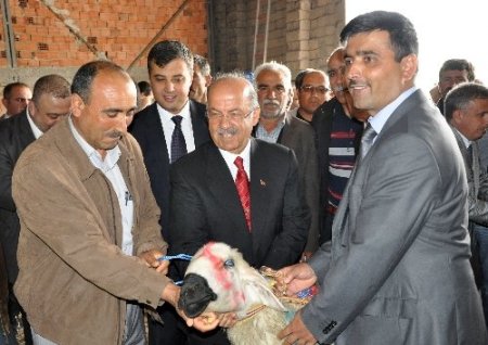 Kırıkkale'de damızlık koç dağıtımı gerçekleşti