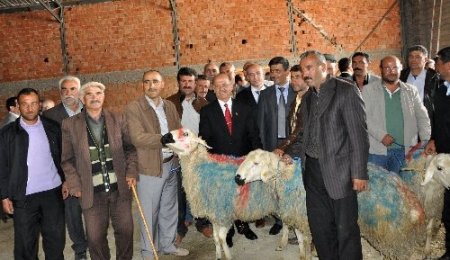 Kırıkkale'de damızlık koç dağıtımı gerçekleşti