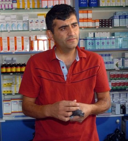 Kırıkkale'de Güvercin Ölümleri Tedirginlik Meydana Getirdi