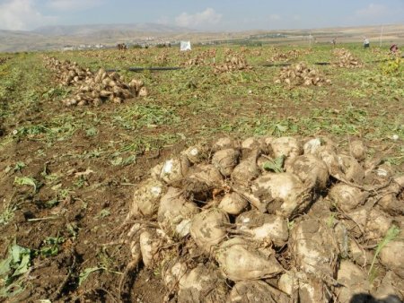 Kırıkkale’de şeker pancarı hasadı başladı