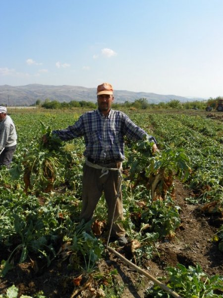 Kırıkkale’de şeker pancarı hasadı başladı