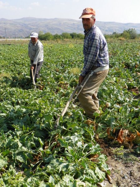 Kırıkkale’de şeker pancarı hasadı başladı