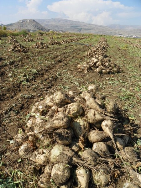 Kırıkkale’de şeker pancarı hasadı başladı